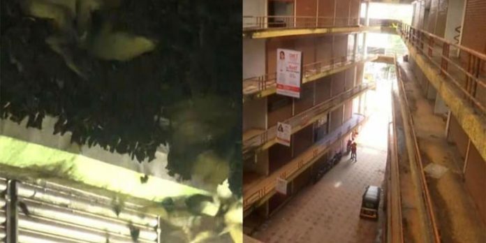 വവ്വാലുകളുടെ താവളമായി നഗരമധ്യത്തിലെ ഷോപ്പിങ് കോംപ്ലക്സ് ; ഭീതിയിൽ നാട്ടുകാർ വവ്വാലുകളുടെ താവളമായി നഗരമധ്യത്തിലെ ഷോപ്പിങ് കോംപ്ലക്സ് ; ഭീതിയിൽ നാട്ടുകാർ