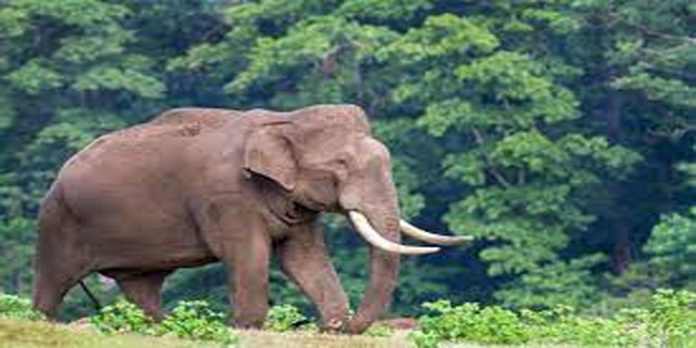 ഏറെ കാലത്തിന് ശേഷം ആനത്താവളം ഉണർന്നു ; വിനോദ സഞ്ചാരികൾ എത്തി തുടങ്ങി ഏറെ കാലത്തിന് ശേഷം ആനത്താവളം ഉണർന്നു ; വിനോദ സഞ്ചാരികൾ എത്തി തുടങ്ങി