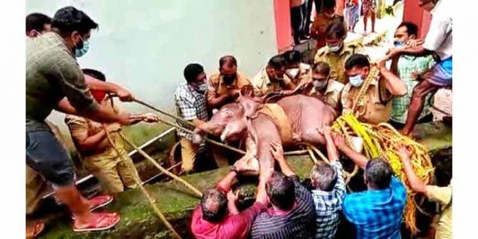 ആങ്ങമൂഴിയില് നിന്ന് ലഭിച്ച കുട്ടികൊമ്പന് ഇനി കോന്നി ആനത്താവളത്തില് വളരും ആങ്ങമൂഴിയില് നിന്ന് ലഭിച്ച കുട്ടികൊമ്പന് ഇനി കോന്നി ആനത്താവളത്തില് വളരും