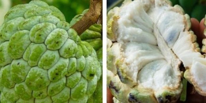 ഗർഭിണികൾ സീതപ്പഴം കഴിക്കാമോ ? അറിയാം ഈ വിവരങ്ങള് ഗർഭിണികൾ സീതപ്പഴം കഴിക്കാമോ ? അറിയാം ഈ വിവരങ്ങള്