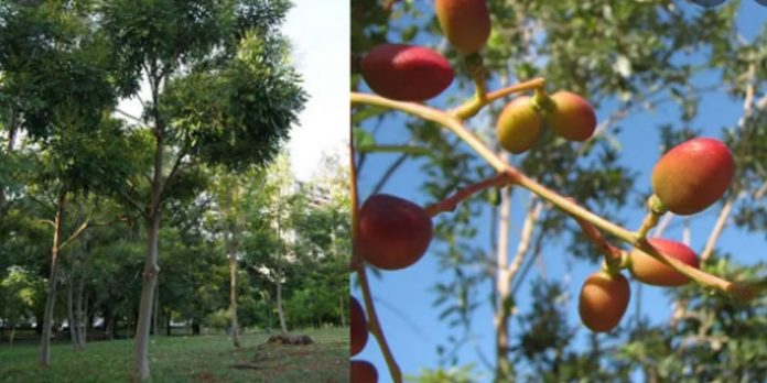 കീടനാശിനികളിലെ രാസപദാര്ഥം ചെടികളില് എങ്ങനെ പ്രവര്ത്തിക്കുന്നു? കീടനാശിനികളിലെ രാസപദാര്ഥം ചെടികളില് എങ്ങനെ പ്രവര്ത്തിക്കുന്നു?