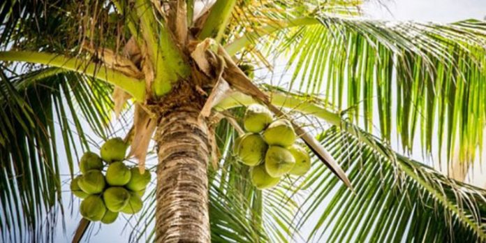 തെങ്ങിന്റെ തടം തുറന്ന് വളം ഇടാം തെങ്ങിന്റെ തടം തുറന്ന് വളം ഇടാം