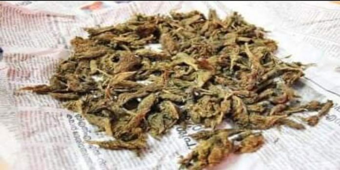 വിയ്യൂര് ജയില് ബ്യൂട്ടി പാര്ലറില്നിന്ന് കഞ്ചാവ് കണ്ടെത്തി ; ബക്കറ്റില് 100 ഗ്രാമിന്റെ പൊതി വിയ്യൂര് ജയില് ബ്യൂട്ടി പാര്ലറില്നിന്ന് കഞ്ചാവ് കണ്ടെത്തി ; ബക്കറ്റില് 100 ഗ്രാമിന്റെ പൊതി
