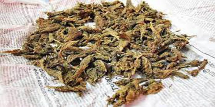 ഇത് നിയാസിന്റെ ‘ബിഗ് ബില്യണ് സെയില്സ് ‘ ; രണ്ട് കിലോ കഞ്ചാവിന് 100 ഗ്രാം കഞ്ചാവ് ഫ്രീ – പിടിയിലായി ഇത് നിയാസിന്റെ ‘ബിഗ് ബില്യണ് സെയില്സ് ‘ ; രണ്ട് കിലോ കഞ്ചാവിന് 100 ഗ്രാം കഞ്ചാവ് ഫ്രീ – പിടിയിലായി