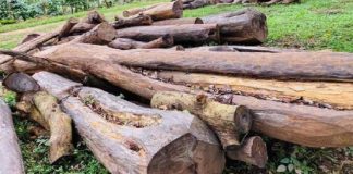 മുട്ടില് മരംകൊള്ള : ഫയല് കൈമാറാത്ത റവന്യൂ വകുപ്പിന്റെ നീക്കത്തില് ദുരൂഹത