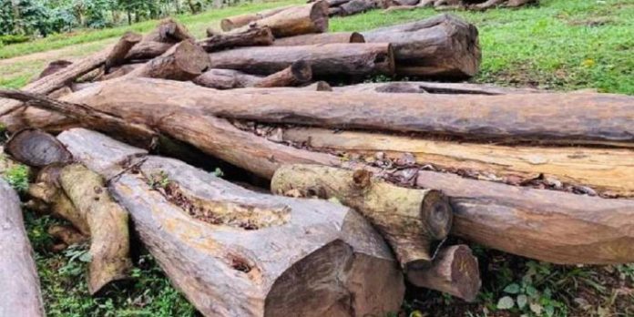 മുട്ടിൽ മരംമുറിക്കൽ ; പ്രതികൾക്ക് മാതാവിന്റെ ഓർമചടങ്ങിൽ പങ്കെടുക്കാൻ കോടതി അനുമതി മുട്ടിൽ മരംമുറിക്കൽ ; പ്രതികൾക്ക് മാതാവിന്റെ ഓർമചടങ്ങിൽ പങ്കെടുക്കാൻ കോടതി അനുമതി