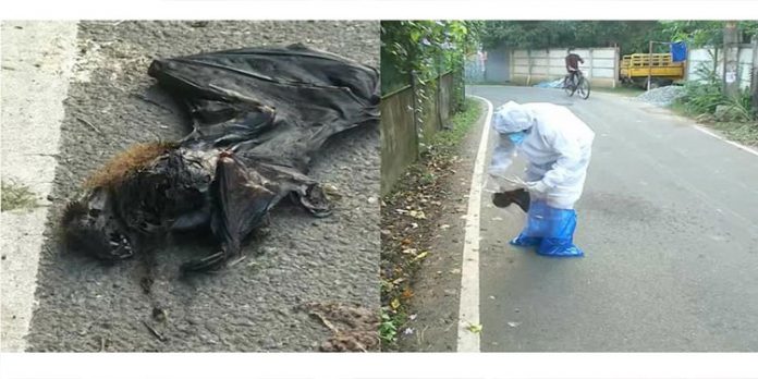 നിപ്പയുടെ ഉറവിടം കണ്ടെത്താൻ ശ്രമം തുടരുന്നു ; ഫലം വന്ന 123 പേരും നെഗറ്റീവ് നിപ്പയുടെ ഉറവിടം കണ്ടെത്താൻ ശ്രമം തുടരുന്നു ; ഫലം വന്ന 123 പേരും നെഗറ്റീവ്