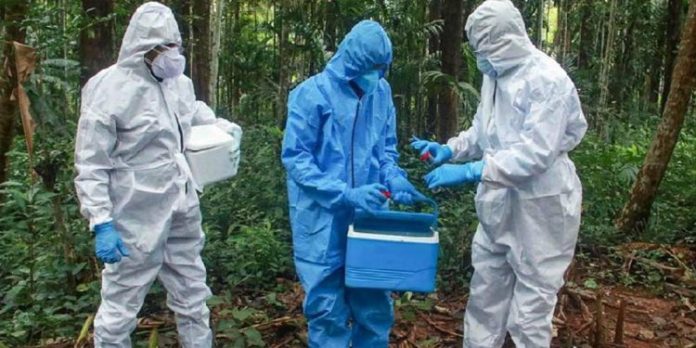 നിപ ഉറവിടം കണ്ടെത്താന് ഊര്ജിത ശ്രമം ; കാട്ടുപന്നികളില് നിന്ന് സാമ്പിള് ശേഖരിച്ചു നിപ ഉറവിടം കണ്ടെത്താന് ഊര്ജിത ശ്രമം ; കാട്ടുപന്നികളില് നിന്ന് സാമ്പിള് ശേഖരിച്ചു