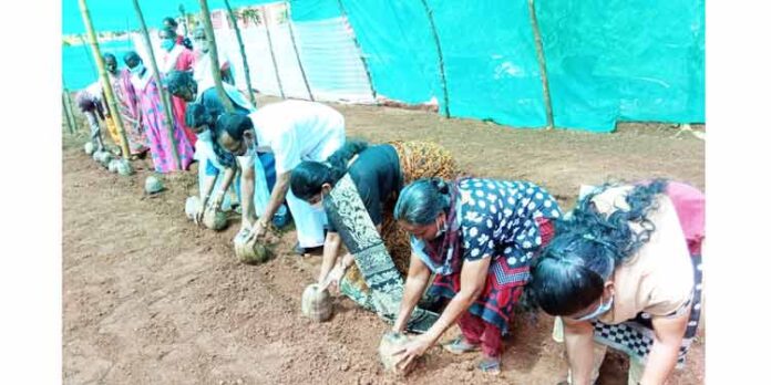 ഓമല്ലൂര് ഗ്രാമപഞ്ചായത്തില് കേര നഴ്സറി ആരംഭിച്ചു ഓമല്ലൂര് ഗ്രാമപഞ്ചായത്തില് കേര നഴ്സറി ആരംഭിച്ചു