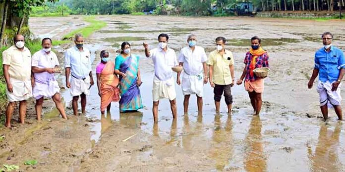 ഓമല്ലൂര് പടിഞ്ഞാറെ മുണ്ടകന് ഏലായില് വിതയുത്സവം നടന്നു ഓമല്ലൂര് പടിഞ്ഞാറെ മുണ്ടകന് ഏലായില് വിതയുത്സവം നടന്നു