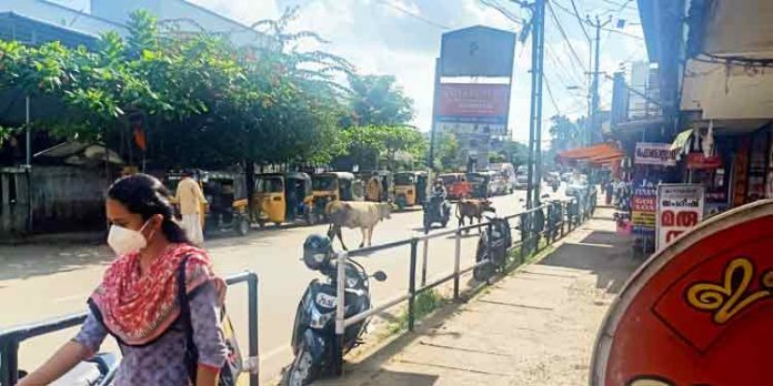 പത്തനംതിട്ട നഗരത്തിലെ റോഡുകളില് കന്നുകാലികള് അലഞ്ഞു തിരിഞ്ഞു നടക്കുന്നു : ജനങ്ങള്ക്ക് ഭീഷണിയാകുന്നു പത്തനംതിട്ട നഗരത്തിലെ റോഡുകളില് കന്നുകാലികള് അലഞ്ഞു തിരിഞ്ഞു നടക്കുന്നു : ജനങ്ങള്ക്ക് ഭീഷണിയാകുന്നു