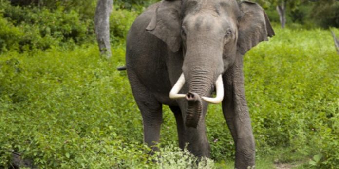 പെരുന്തേനരുവിയിൽ കാട്ടാന ഇറങ്ങി : ഭീതിയിൽ സമീപവാസികൾ പെരുന്തേനരുവിയിൽ കാട്ടാന ഇറങ്ങി : ഭീതിയിൽ സമീപവാസികൾ