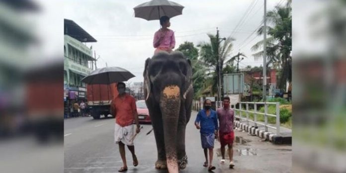 ശ്രീലകത്ത് ശ്രീദേവിയുടെ പ്രഭാത നടത്തം കൗതുകമാവുന്നു ശ്രീലകത്ത് ശ്രീദേവിയുടെ പ്രഭാത നടത്തം കൗതുകമാവുന്നു