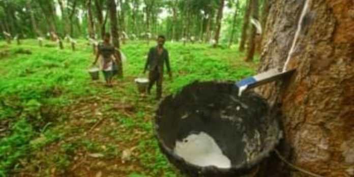 ചൈന വാങ്ങൽ കുറച്ചു ; രാജ്യാന്തര റബ്ബർവിപണിയിൽ ഇടിവ് ചൈന വാങ്ങൽ കുറച്ചു ; രാജ്യാന്തര റബ്ബർവിപണിയിൽ ഇടിവ്