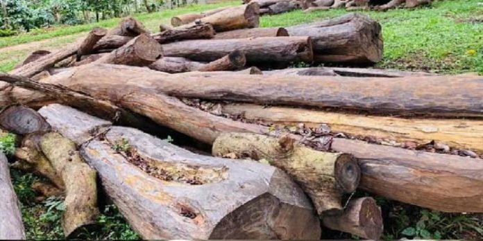 മുട്ടിൽ മരം മുറിക്കൽ കേസ് ; റേഞ്ച് ഓഫീസറുടെ കത്ത് മടക്കി ഐ ജി മുട്ടിൽ മരം മുറിക്കൽ കേസ് ; റേഞ്ച് ഓഫീസറുടെ കത്ത് മടക്കി ഐ ജി