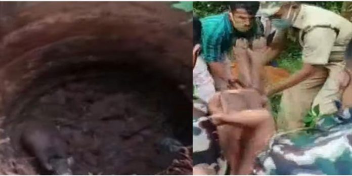 കാരശ്ശേരിയില് കാട്ടുപന്നിയെ വെടിവെച്ച് കൊന്നു കാരശ്ശേരിയില് കാട്ടുപന്നിയെ വെടിവെച്ച് കൊന്നു