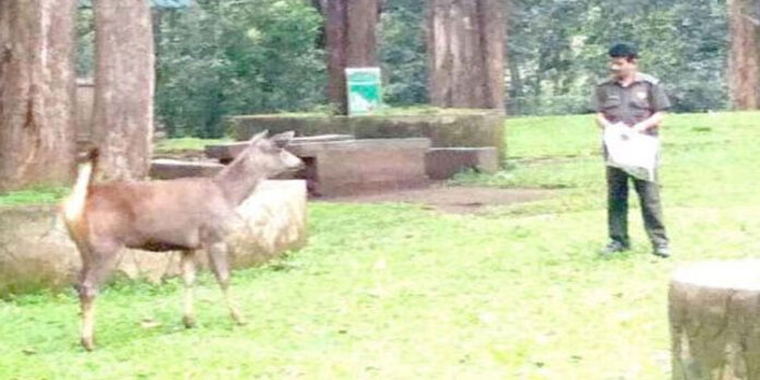 കാട്ടിലെ മമ്മൂട്ടി ഓര്മ്മയായി കാട്ടിലെ മമ്മൂട്ടി ഓര്മ്മയായി