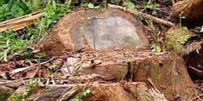 വിവാദമായ മുട്ടില് മരംമുറിക്കേസില് അഗസ്റ്റിന് സഹോദരന്മാരില് ഒരാള്ക്കു ജാമ്യം വിവാദമായ മുട്ടില് മരംമുറിക്കേസില് അഗസ്റ്റിന് സഹോദരന്മാരില് ഒരാള്ക്കു ജാമ്യം