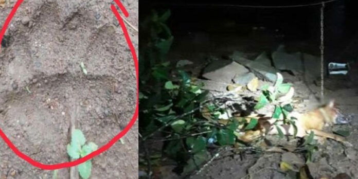 കോതമംഗലം കോട്ടപ്പടിയില് പുലിയിറങ്ങി കോതമംഗലം കോട്ടപ്പടിയില് പുലിയിറങ്ങി