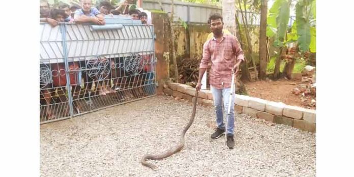 തിരുവൻവണ്ടൂരിൽ വീണ്ടും കരി മൂർഖനെ പിടികൂടി തിരുവൻവണ്ടൂരിൽ വീണ്ടും കരി മൂർഖനെ പിടികൂടി