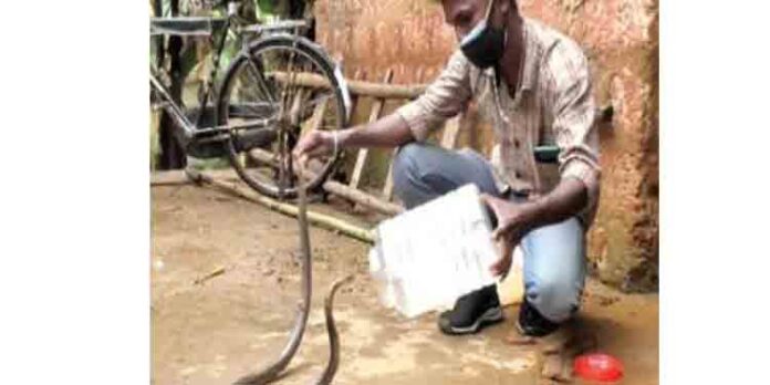 വെള്ളം കയറിയ വീട് വൃത്തിയാക്കുന്നതിനിടെ കിടപ്പുമുറിയില് നിന്നും കരിമൂര്ഖനെ കണ്ടെത്തി വെള്ളം കയറിയ വീട് വൃത്തിയാക്കുന്നതിനിടെ കിടപ്പുമുറിയില് നിന്നും കരിമൂര്ഖനെ കണ്ടെത്തി