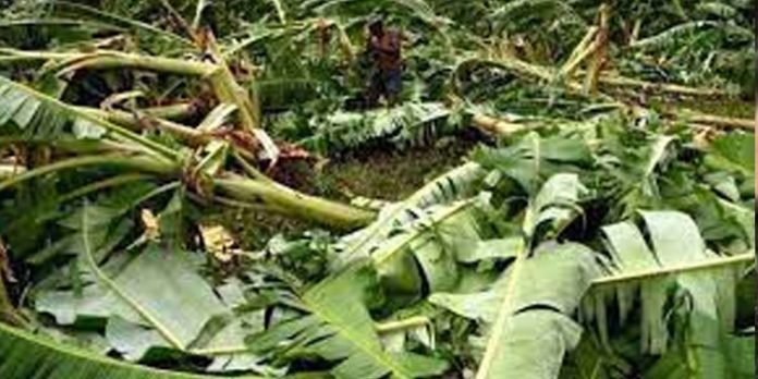 ശക്തമായ കാറ്റിലും മഴയിലും കുറ്റൂരില് വ്യാപക കൃഷി നാശം ശക്തമായ കാറ്റിലും മഴയിലും കുറ്റൂരില് വ്യാപക കൃഷി നാശം