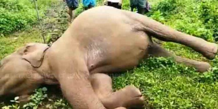 എറണാകുളം മാമലക്കണ്ടത്ത് കുട്ടിക്കൊമ്പനെ ഷോക്കേറ്റ് ചെരിഞ്ഞ നിലയിൽ കണ്ടെത്തി എറണാകുളം മാമലക്കണ്ടത്ത് കുട്ടിക്കൊമ്പനെ ഷോക്കേറ്റ് ചെരിഞ്ഞ നിലയിൽ കണ്ടെത്തി