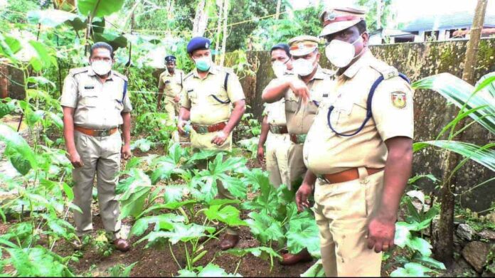മണ്ണിനെ തൊട്ടറിഞ്ഞ് സ്നേഹിച്ച് പോലിസ് സേന ; നൂറുമേനി വിളയിച്ച് കാർഷിക വിളവെടുപ്പ് മണ്ണിനെ തൊട്ടറിഞ്ഞ് സ്നേഹിച്ച് പോലിസ് സേന ; നൂറുമേനി വിളയിച്ച് കാർഷിക വിളവെടുപ്പ്