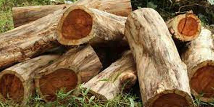 മുട്ടില് മരംമുറി കേസില് പ്രതികള്ക്ക് ജാമ്യം ലഭിച്ചത് സര്ക്കാരിന്റെ അജണ്ടയുടെ ഭാഗം : പരിസ്ഥിതി സംരക്ഷണ സമിതി മുട്ടില് മരംമുറി കേസില് പ്രതികള്ക്ക് ജാമ്യം ലഭിച്ചത് സര്ക്കാരിന്റെ അജണ്ടയുടെ ഭാഗം : പരിസ്ഥിതി സംരക്ഷണ സമിതി