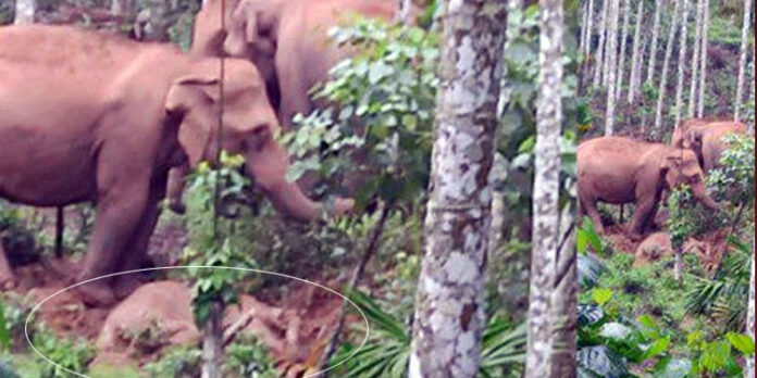 ചതുപ്പില് വീണ് കാട്ടാനക്കുട്ടി ചെരിഞ്ഞു ; പരിസരത്തേക്ക് വനംവകുപ്പ് അധികൃതരെ കയറാന് അനുവദിക്കാതെ കാട്ടാനക്കൂട്ടം ചതുപ്പില് വീണ് കാട്ടാനക്കുട്ടി ചെരിഞ്ഞു ; പരിസരത്തേക്ക് വനംവകുപ്പ് അധികൃതരെ കയറാന് അനുവദിക്കാതെ കാട്ടാനക്കൂട്ടം