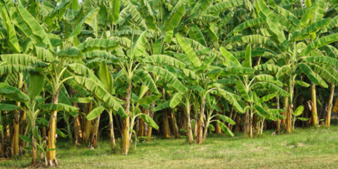 വാഴ കൃഷി ; നിങ്ങള് അറിയണം ഈ കാര്യങ്ങള് വാഴ കൃഷി ; നിങ്ങള് അറിയണം ഈ കാര്യങ്ങള്