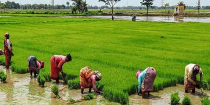 881 പാടശേഖരങ്ങളിൽ നെല്ലുസംഭരണാനുമതി 881 പാടശേഖരങ്ങളിൽ നെല്ലുസംഭരണാനുമതി