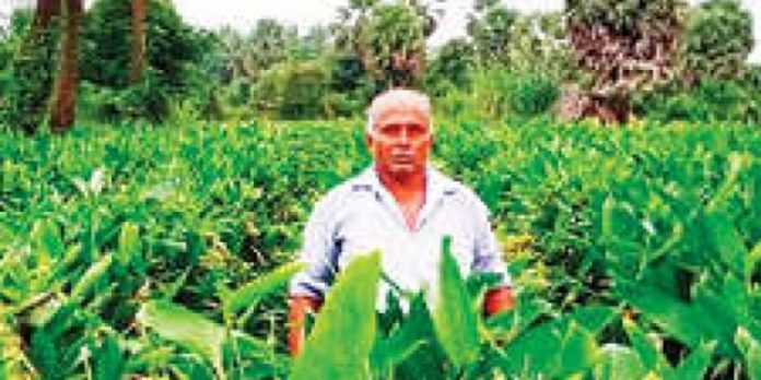 കൂവക്കൃഷിയിലൂടെ നേട്ടം വിളയിച്ച് പ്രവാസി കൂവക്കൃഷിയിലൂടെ നേട്ടം വിളയിച്ച് പ്രവാസി