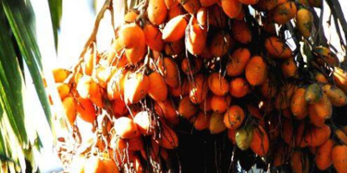 മഹാളിയും മഞ്ഞളിപ്പും ; അടയ്ക്കാ കർഷകർ ദുരിതത്തിൽ മഹാളിയും മഞ്ഞളിപ്പും ; അടയ്ക്കാ കർഷകർ ദുരിതത്തിൽ