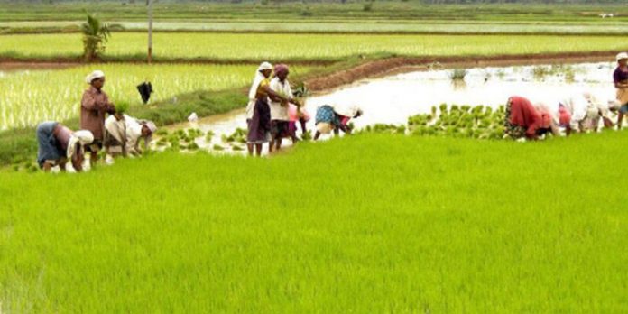 നെല്കൃഷിക്ക് ധനസഹായം നെല്കൃഷിക്ക് ധനസഹായം