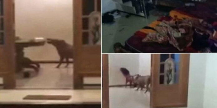 കോഴിക്കോട് വീടിനകത്ത് കയറിയും കാട്ടുപന്നികളുടെ ആക്രമണം ; കുട്ടികൾ രക്ഷപ്പെട്ടത് തലനാരിഴയ്ക്ക് കോഴിക്കോട് വീടിനകത്ത് കയറിയും കാട്ടുപന്നികളുടെ ആക്രമണം ; കുട്ടികൾ രക്ഷപ്പെട്ടത് തലനാരിഴയ്ക്ക്