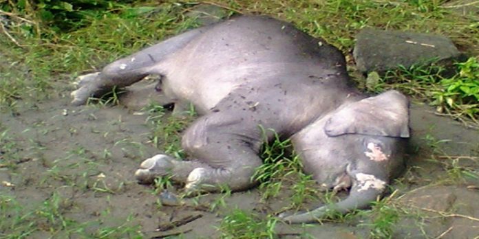 കാട്ടാനയുടെ ജഡം കണ്ടെത്തി കാട്ടാനയുടെ ജഡം കണ്ടെത്തി