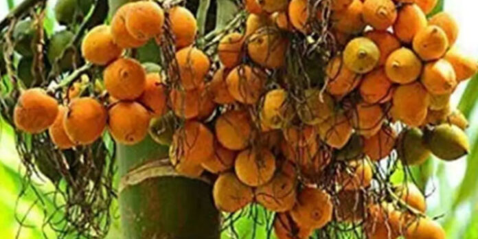 കവുങ്ങിന് നല്ല വിളവ് ലഭിക്കാൻ ഇപ്പോള് വളം നൽകണം കവുങ്ങിന് നല്ല വിളവ് ലഭിക്കാൻ ഇപ്പോള് വളം നൽകണം