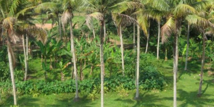 തെങ്ങിന് ചെന്നീരൊലിപ്പ് രോഗം – മുന്കരുതല് സ്വീകരിക്കുക തെങ്ങിന് ചെന്നീരൊലിപ്പ് രോഗം – മുന്കരുതല് സ്വീകരിക്കുക