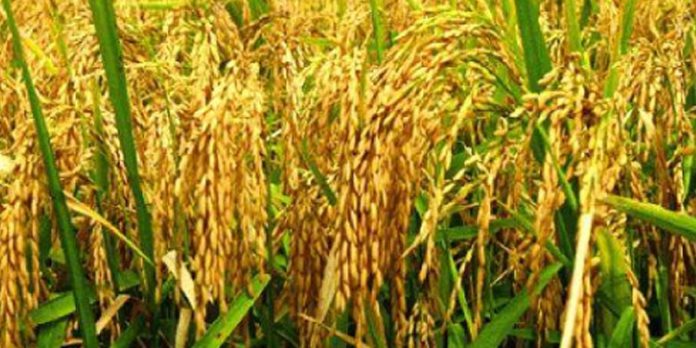 നെല്ലിലെ ഓലചുരുട്ടിപ്പുഴുവിനെ നിയന്ത്രിക്കാം നെല്ലിലെ ഓലചുരുട്ടിപ്പുഴുവിനെ നിയന്ത്രിക്കാം