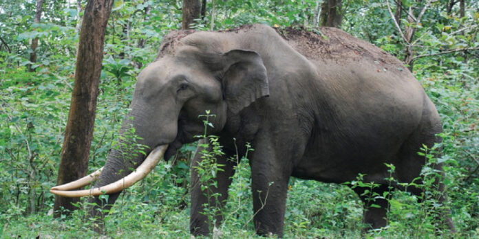 പേരുവാലിയിൽ കാറിന് നേരെ കാട്ടാനയുടെ ആക്രമണം ; രക്ഷപ്പെട്ടത് തലനാരിഴയ്ക്ക് പേരുവാലിയിൽ കാറിന് നേരെ കാട്ടാനയുടെ ആക്രമണം ; രക്ഷപ്പെട്ടത് തലനാരിഴയ്ക്ക്