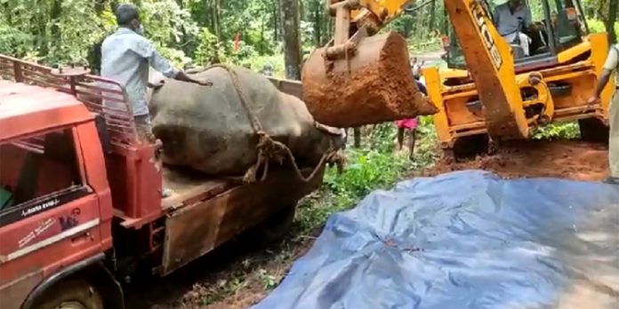 മലവെള്ളപ്പാച്ചിലില് ഒഴുകിയെത്തിയ കാട്ടാനയുടെ ജഢം മറവു ചെയ്തു മലവെള്ളപ്പാച്ചിലില് ഒഴുകിയെത്തിയ കാട്ടാനയുടെ ജഢം മറവു ചെയ്തു