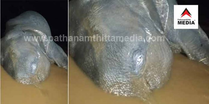 പമ്പാനദിയിലെ കിസുമത്ത് കാട്ടാനയുടെ ജഢം ഒഴുകിയെത്തി പമ്പാനദിയിലെ കിസുമത്ത് കാട്ടാനയുടെ ജഢം ഒഴുകിയെത്തി