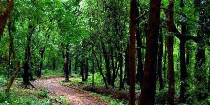 മലമ്പുഴയിൽ ഉൾക്കാട്ടിൽ കുടുങ്ങിയ വനം വകുപ്പ് ഉദ്യോഗസ്ഥർ സുരക്ഷിതർ മലമ്പുഴയിൽ ഉൾക്കാട്ടിൽ കുടുങ്ങിയ വനം വകുപ്പ് ഉദ്യോഗസ്ഥർ സുരക്ഷിതർ