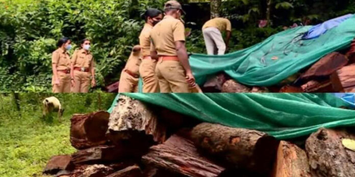 മുട്ടില് മരം മുറി: അടുത്ത മാസം കുറ്റപത്രം സമർപ്പിക്കും മുട്ടില് മരം മുറി: അടുത്ത മാസം കുറ്റപത്രം സമർപ്പിക്കും