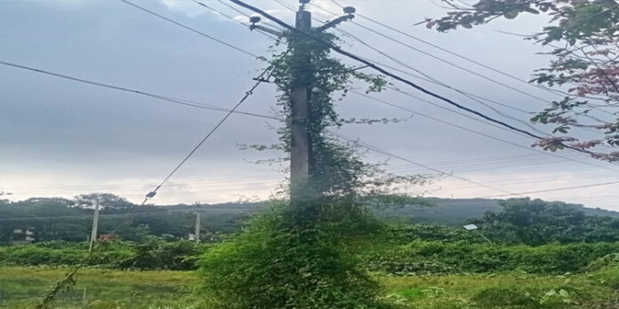 കാട് മൂടിയ വൈദ്യുതി തൂണ് അപകട ഭീഷണിയാകുന്നു കാട് മൂടിയ വൈദ്യുതി തൂണ് അപകട ഭീഷണിയാകുന്നു