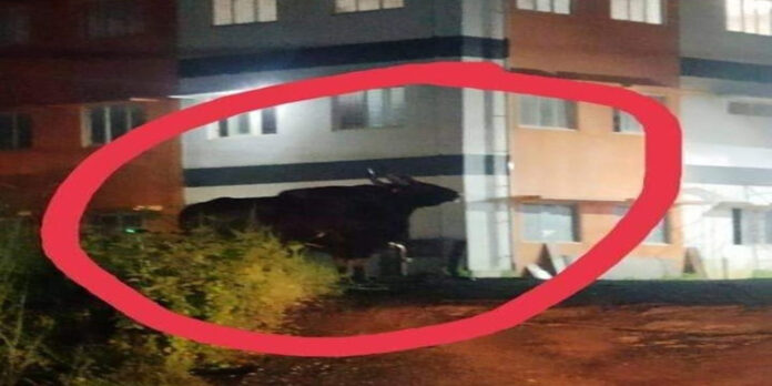 കോന്നി മെഡിക്കൽ കോളേജിൻ്റെ മുറ്റത്ത് കാട്ടുപോത്തിറങ്ങി കോന്നി മെഡിക്കൽ കോളേജിൻ്റെ മുറ്റത്ത് കാട്ടുപോത്തിറങ്ങി
