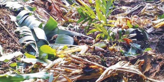 വന്യമൃഗശല്യം : കർഷകർക്ക് സംരക്ഷണം വേണം വന്യമൃഗശല്യം : കർഷകർക്ക് സംരക്ഷണം വേണം