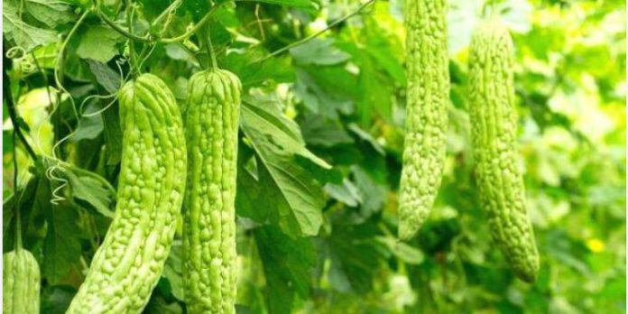 പാവൽ കൃഷി ചെയ്യാം – അറിയേണ്ടതെല്ലാം പാവൽ കൃഷി ചെയ്യാം – അറിയേണ്ടതെല്ലാം