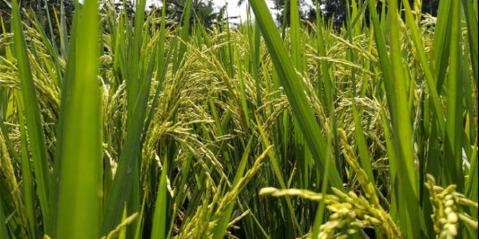 മഴക്ക് അൽപം ശമനം ; കൊയ്ത്ത് സജീവം മഴക്ക് അൽപം ശമനം ; കൊയ്ത്ത് സജീവം